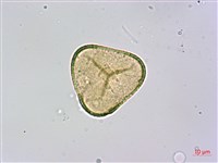 司氏碗蕨藏品圖，第2張