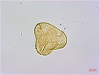 司氏碗蕨藏品圖，第3張