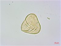 司氏碗蕨藏品圖，第4張