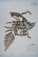 司氏碗蕨藏品圖，第1張