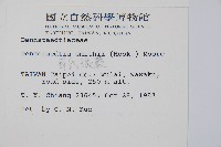 司氏碗蕨藏品圖，第2張