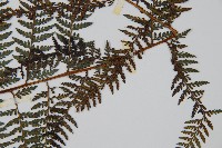 司氏碗蕨藏品圖，第3張