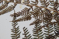 司氏碗蕨藏品圖，第4張