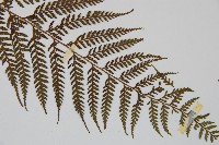 司氏碗蕨藏品圖，第5張