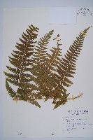 姬蕨藏品圖，第1張