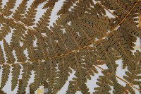 姬蕨藏品圖，第4張