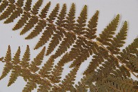 姬蕨藏品圖，第5張