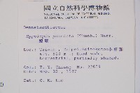 姬蕨藏品圖，第2張