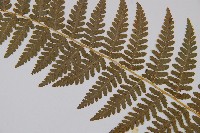 姬蕨藏品圖，第4張