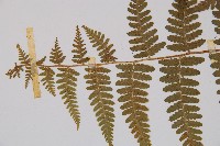 姬蕨藏品圖，第5張