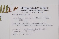 姬蕨藏品圖，第2張