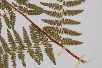 姬蕨藏品圖，第3張