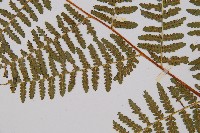 姬蕨藏品圖，第4張