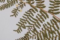 姬蕨藏品圖，第5張