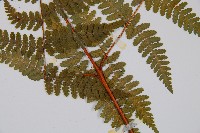 姬蕨藏品圖，第3張