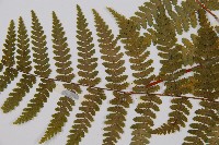 姬蕨藏品圖，第4張