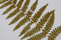 姬蕨藏品圖，第5張