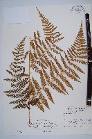 細葉姬蕨藏品圖，第1張