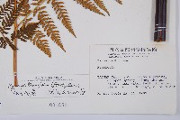 細葉姬蕨藏品圖，第5張