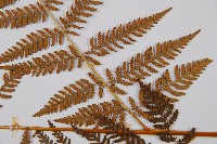 細葉姬蕨藏品圖，第6張