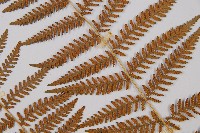 細葉姬蕨藏品圖，第7張