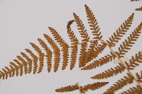 細葉姬蕨藏品圖，第8張