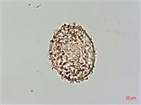 細葉姬蕨藏品圖，第3張