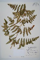 栗蕨藏品圖，第1張