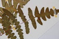 栗蕨藏品圖，第3張