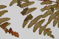 栗蕨藏品圖，第4張