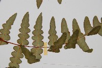 栗蕨藏品圖，第5張