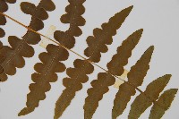 栗蕨藏品圖，第3張