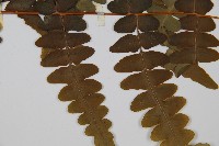 栗蕨藏品圖，第4張