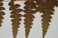 栗蕨藏品圖，第5張