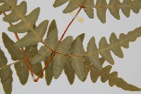 栗蕨藏品圖，第4張