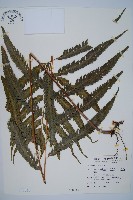 羽葉鱗蓋蕨藏品圖，第1張