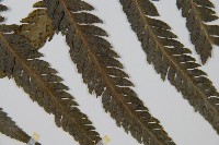 羽葉鱗蓋蕨藏品圖，第6張