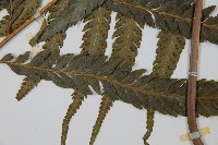 羽葉鱗蓋蕨藏品圖，第7張