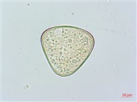 羽葉鱗蓋蕨藏品圖，第2張