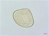 羽葉鱗蓋蕨藏品圖，第3張