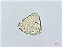 羽葉鱗蓋蕨藏品圖，第4張