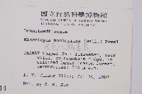 虎克氏鱗蓋蕨藏品圖，第2張