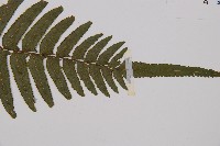 虎克氏鱗蓋蕨藏品圖，第3張