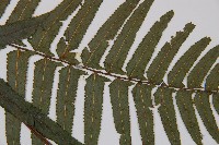虎克氏鱗蓋蕨藏品圖，第4張