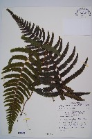 邊緣鱗蓋蕨藏品圖，第1張