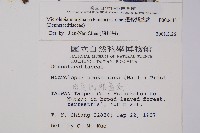 邊緣鱗蓋蕨藏品圖，第2張