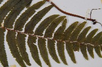 邊緣鱗蓋蕨藏品圖，第3張