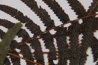 邊緣鱗蓋蕨藏品圖，第5張