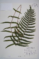 虎克氏鱗蓋蕨藏品圖，第1張