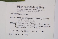 虎克氏鱗蓋蕨藏品圖，第2張